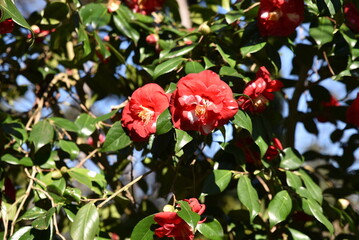 Camélia rouge au jardin