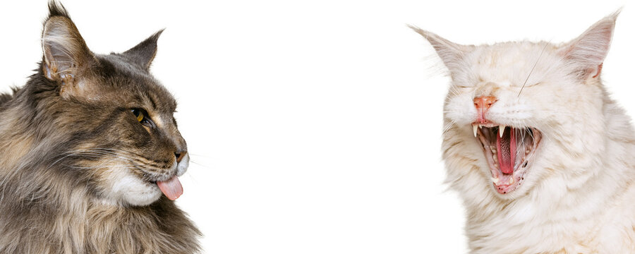 Close-up faces of two adorable purebreed cats isolated over white studio background. Concept of domestic animal, vet, ads