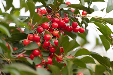 Obraz premium Ripe red cherries on a tree in the garden