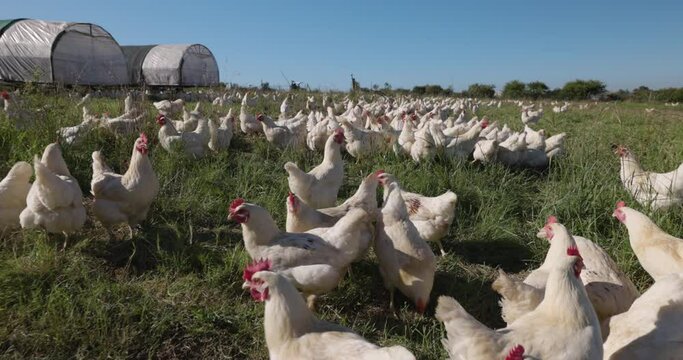 Close-up view. Large group of free range organic chickens scratching for food on a farm
