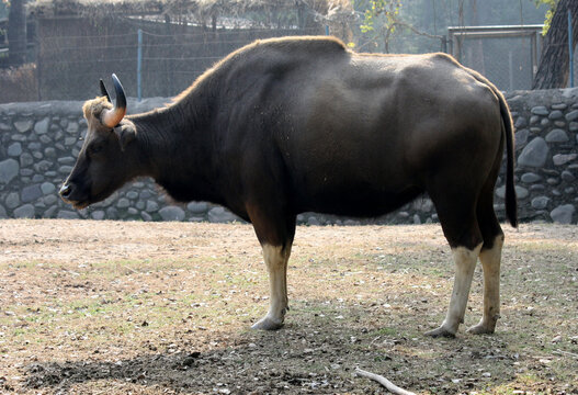 Gaur or Indian bison (Bos gaurus gaurus) enjoying sunlight in a zoo on a winter day : pix SShukla