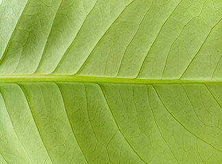 young guava leaf texture. leaf fiber is yellowish green and fresh with stripes on the surface for background