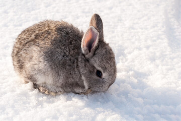 25 day old rabbit. A cute little gray rabbit hid in the snow. 2023 is the year of the rabbit.