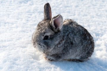 Little gray rabbit posing in the snow. 25 day old rabbit. 2023 is the year of the rabbit.