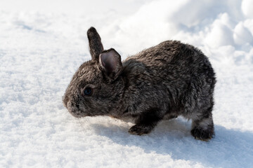 25 day old rabbit. Little gray rabbit posing in the snow. 2023 is the year of the rabbit.