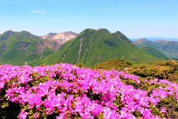 Fototapeta na wymiar ミヤマキリシマが咲き誇る九重連山、日本百名山