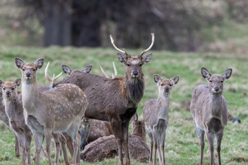 deer in the woods