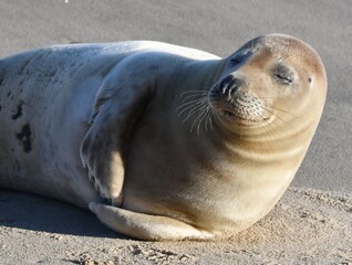 Fototapeta premium island sea lion