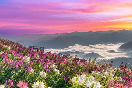 View point of the sea of mist and flower garden in Mae Sot District, Tak Province, Thailand.