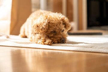 寝ているトイプードル