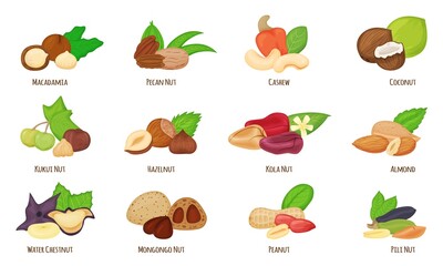 Cartoon nuts, almond, hazelnut, peanut, cashew, coconut. Water chestnut, macadamia, pecan and kola nut, healthy vegan snack food vector set. Organic nutrient eating. Dieting ingredients