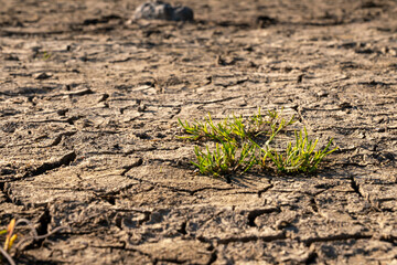 Earth dried with grass growing