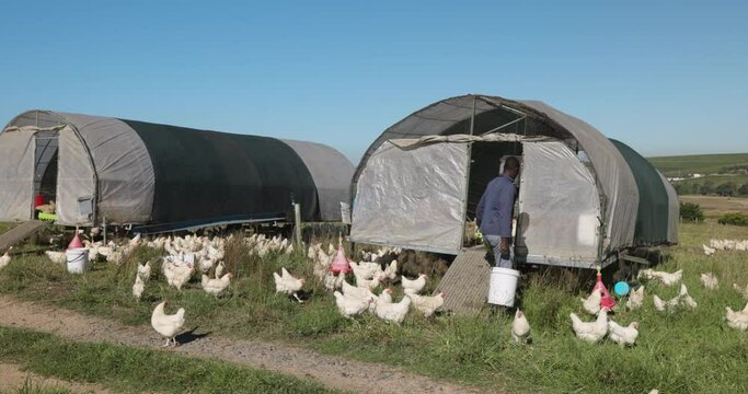 Close-up. Black African Farmer Collecting Eggs From Portable,moveable Chicken Coops And Substitute Feeding A Large Group Of Free Range Organic Chickens