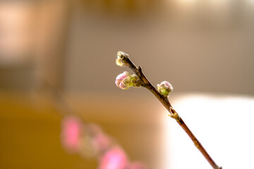 桃の花のつぼみ