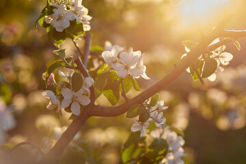 Branch of apricot blooming at sunset. Copy space. Aesthetic natural background