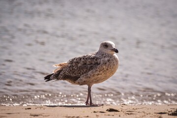 Beautiful seaside nature. Seagull on the sandy beach by the sea.