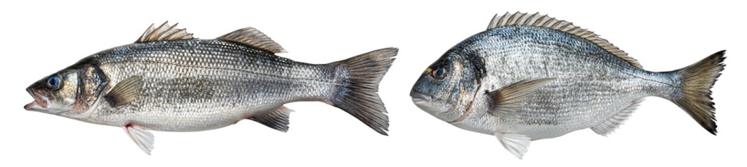 Raw sea bass, dorado fish isolated on white background 