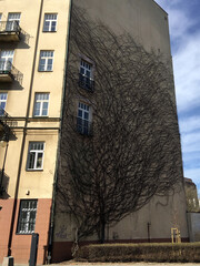Huge deciduous ivy flower covering the wall of a yellow building in the shape of the shadow of a...