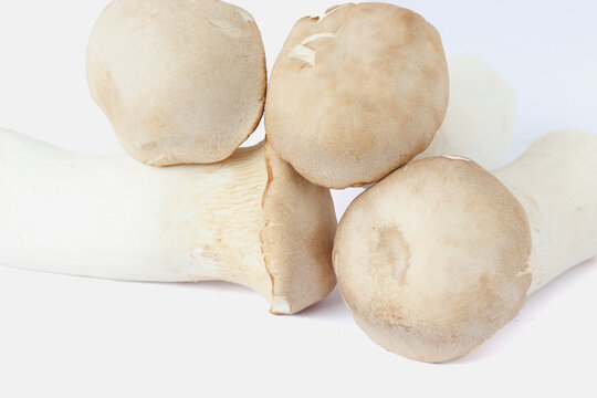 Oringi mushroom or royal oyster mushroom, halved on a white background.