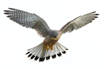 eagle in flight