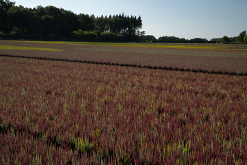 Fototapeta na wymiar Pflanzenzucht - weite Felder mit Heidekraut, welches in Blumentöpfen unter freiem Himmel aufwächst. 