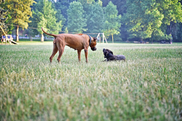 Portrait of two dogs in the park. Dogs playing outside. Dog friends.