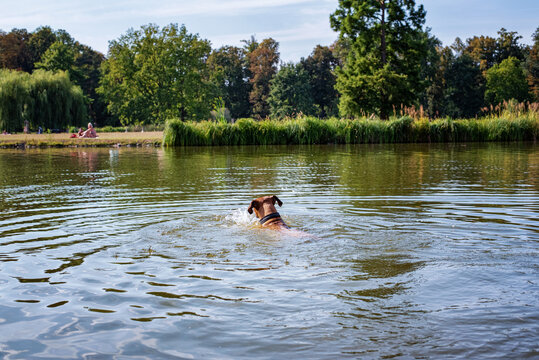 Brown dog swims in the water in Stromovka park in Prague, Czech Republic. Sunny hot day. Walking dog outside.