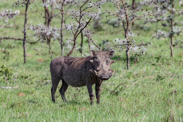 warthog in the savannah