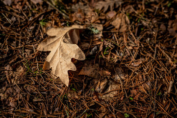oak leaf falls on the ground, changing the season.