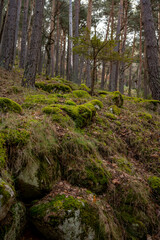 View of the tall pines on a summer day