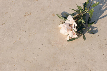 Blooming oleander and olive branches in sunset, long shadows. Golden marble backgound, sunlight, shadow overlay. Summer, vacation design. Mediterranean floral still life. Top view, empty copy space.