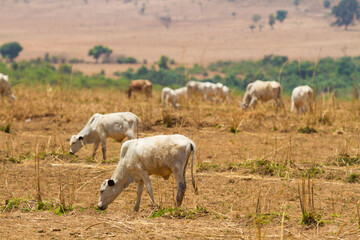 Herd of cattle grazing in the open field