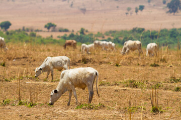 Obraz na płótnie Canvas Herd of cattle grazing in the open field