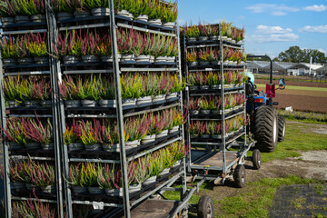 Aufzucht von Heidekraut in Töpfen, die auf Feldern gezogen werden, fertig zum Transport für Gärtnereien.