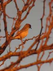 Bird on the tree. tree branches. nature photo 