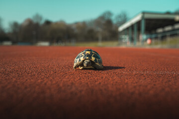 Tortoise on Start Line of Athletics Race Track © James