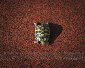 Tortoise on Start Line of Athletics Race Track © James