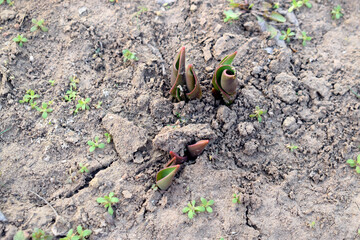 Green sprouts of tulips in the ground outdoors.