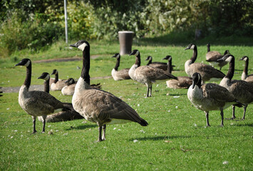 wild geese in a grassy meadow by the river rhine, heidelberg, germany.