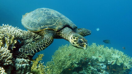 Plakat Sea turtles . Great Reef Turtle .Bissa.