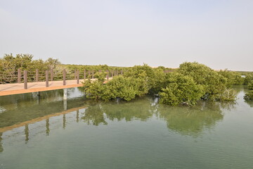 Purple Island full of Mangrove in Thakira. Known as Dakhira