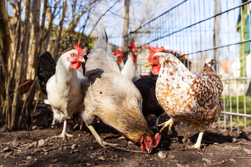 several breed chickens in an enclosure in the backyard are being fed