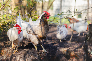 happy free range chickens in an enclosure in the backyard