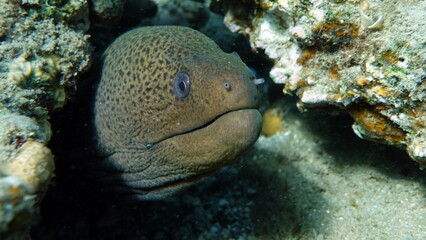 Moray eels, Pisces - type bone fish Osteichthyes, Moray eels (Muraenidae), Giant moray eels.