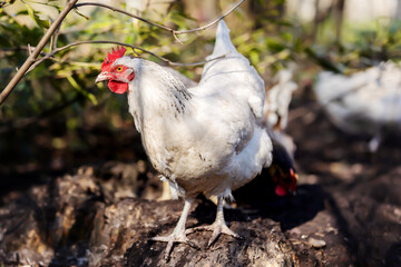happy free range Sussex hen in an enclosure in the backyard