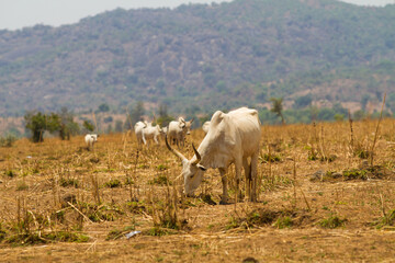 Herd of cattle grazing in the open field