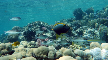 Obraz na płótnie Canvas Butterfly fish on the Red Sea reef. 