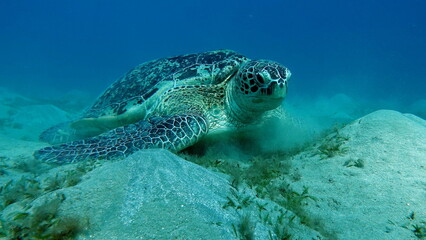 Naklejka na ściany i meble Big Green turtle on the reefs of the Red Sea.