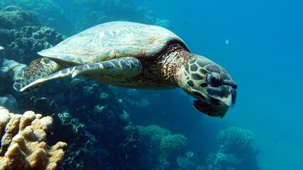 Sea turtles . Great Reef Turtle .Bissa.