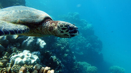 Obraz premium Sea turtles . Great Reef Turtle .Bissa.